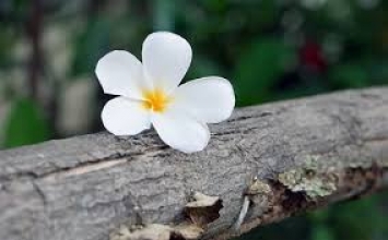 Tinh tấn là thiết yếu
